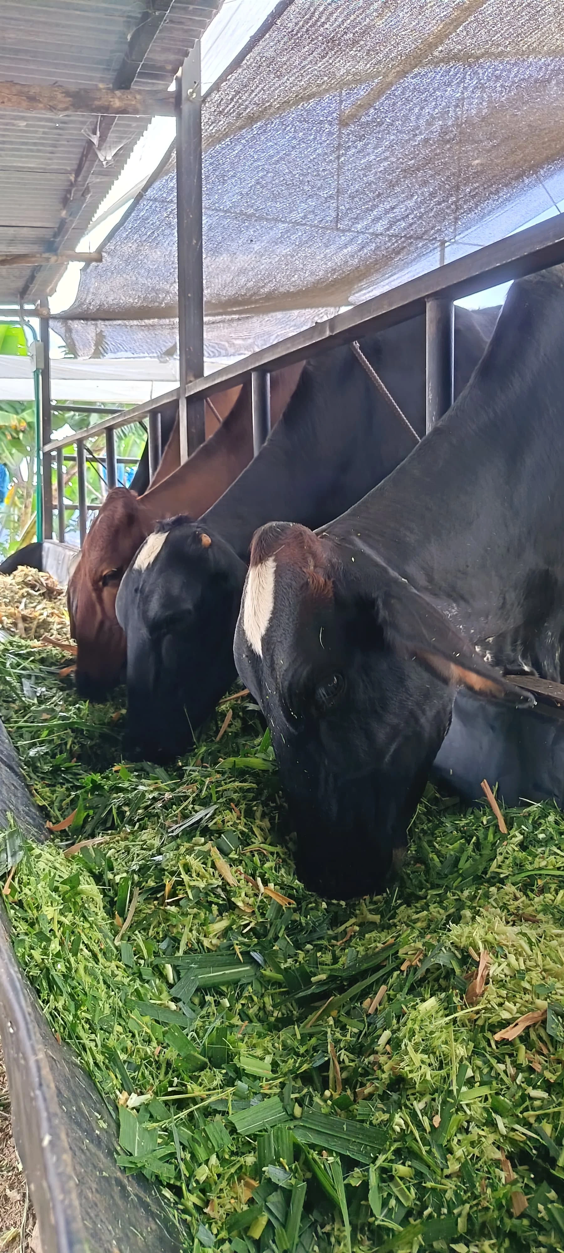 Ganado lechero estabulado en Ganadería La Portada alimentándose de forraje fresco en canoa